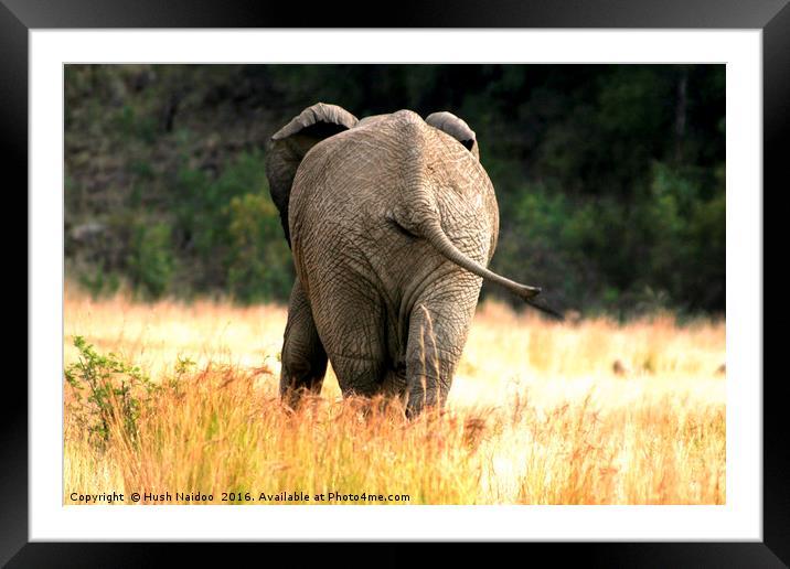The baby Elephant  Framed Mounted Print by Hush Naidoo