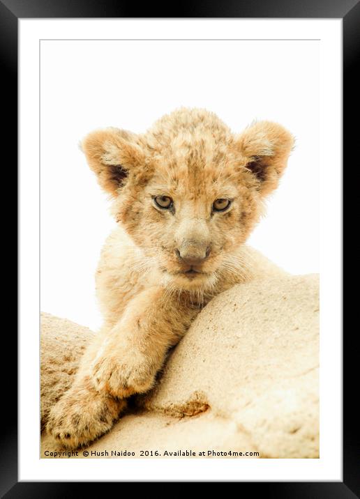 The baby Lion Framed Mounted Print by Hush Naidoo