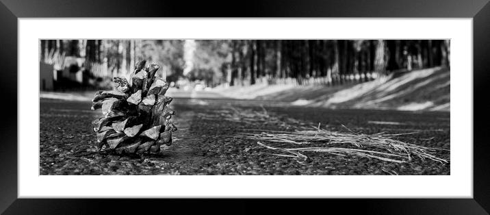 Pine cone  Framed Mounted Print by Hush Naidoo