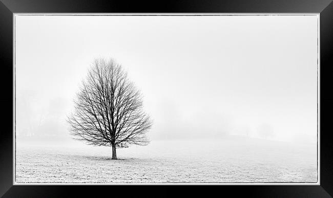 Tree in the Mist Framed Print by Stuart Chapman