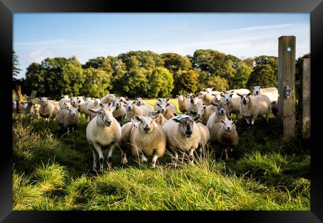 a flock of sheep standing at a gateway Framed Print by Caroline Burton