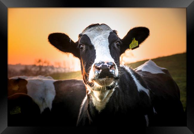 a curious cow ... Framed Print by Caroline Burton