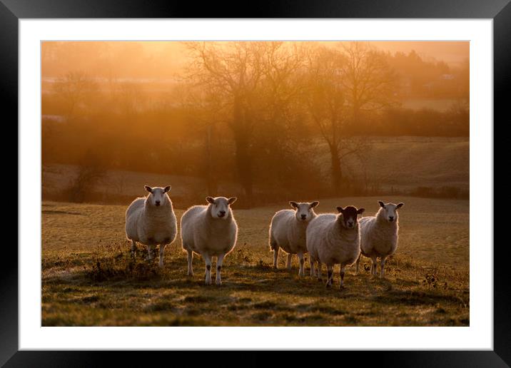 here's looking at ewe ... Framed Mounted Print by Caroline Burton