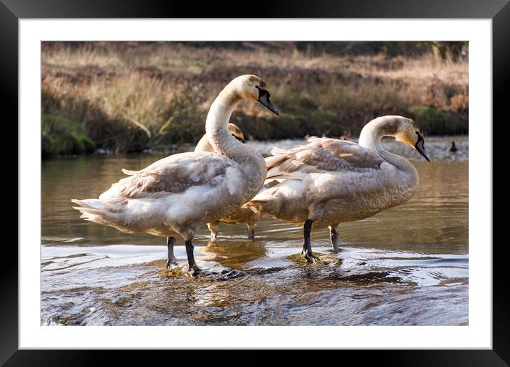 cygnet swans paddling Framed Mounted Print by Caroline Burton