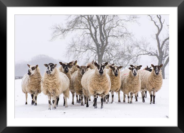 waiting for food Framed Mounted Print by Caroline Burton