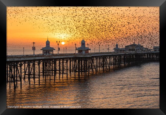 Starlings at Sunset Framed Print by Caroline James
