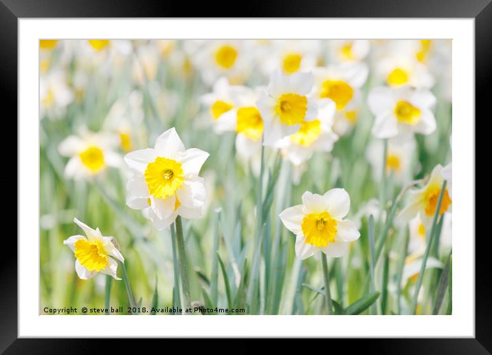 White and yellow daffodils Framed Mounted Print by steve ball