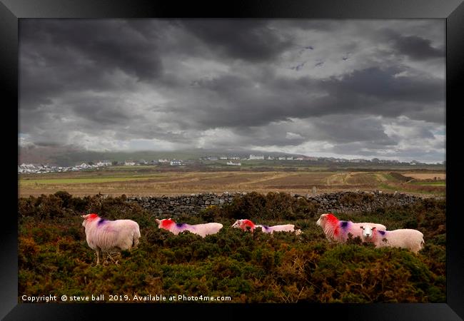 Sheep Framed Print by steve ball