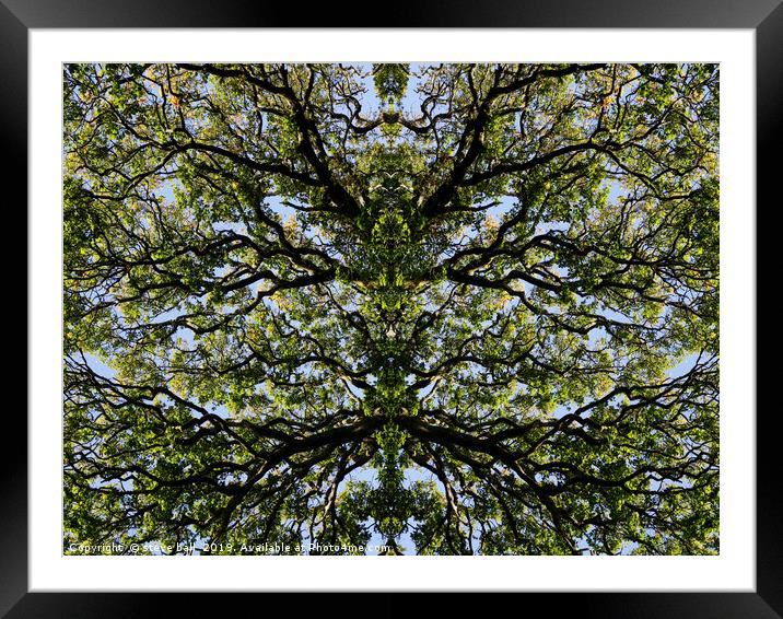 Mirror image trees Framed Mounted Print by steve ball