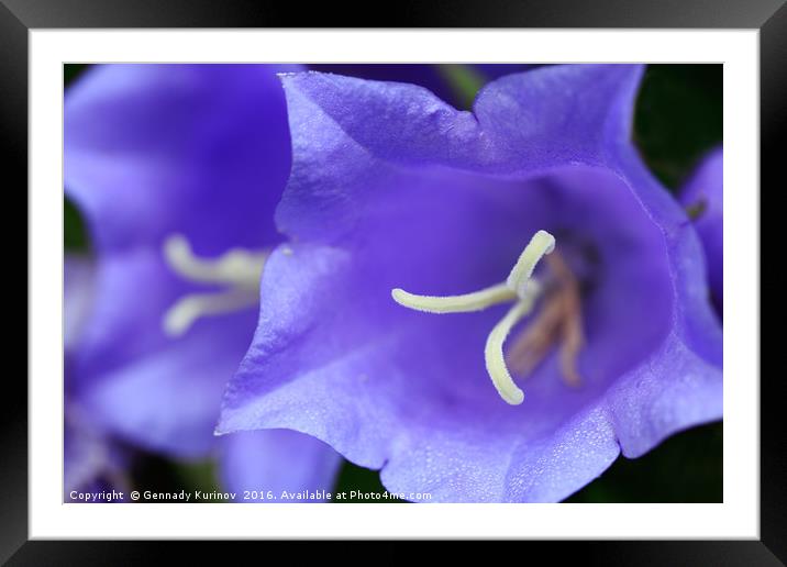 bluebells Framed Mounted Print by Gennady Kurinov