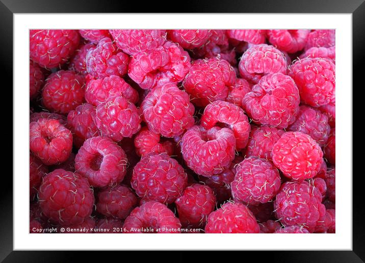 raspberries Framed Mounted Print by Gennady Kurinov