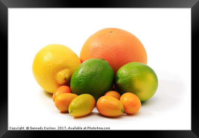 citrus fruits Framed Print by Gennady Kurinov