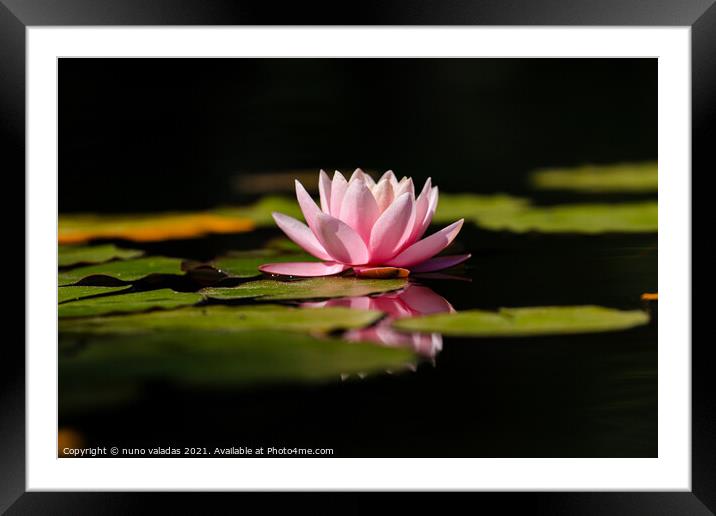 Pink lotus water lily flower and green leaves in pond Framed Mounted Print by nuno valadas