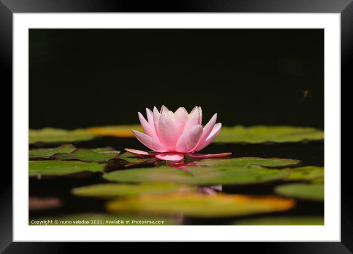 Pink lotus water lily flower and green leaves in pond, Framed Mounted Print by nuno valadas