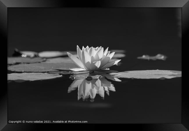 lotus water lily flower and green leaves in pond Framed Print by nuno valadas
