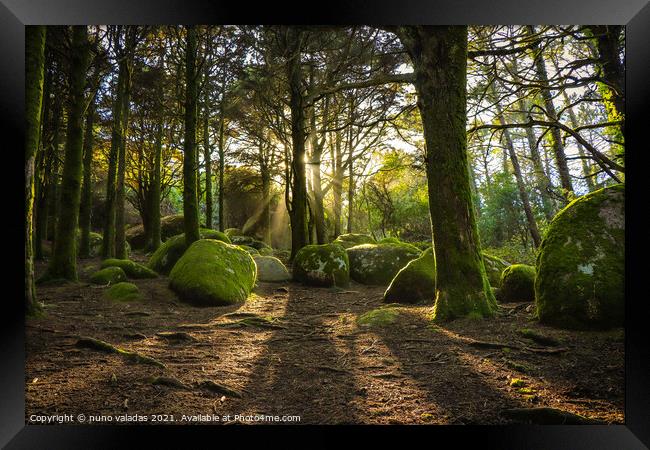 Forest in spring with beautiful bright sun rays.  Framed Print by nuno valadas