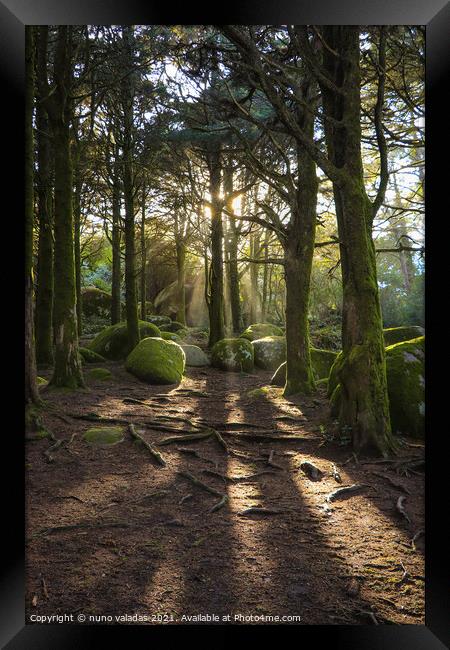 Forest in spring with beautiful bright sun rays. Framed Print by nuno valadas
