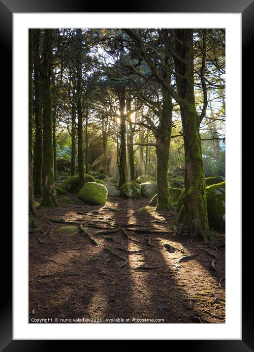 Forest in spring with beautiful bright sun rays. Framed Mounted Print by nuno valadas