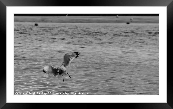 Hunter in flight Framed Mounted Print by Iain Fielding