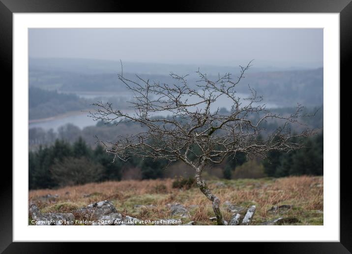 Burrator Resevoir Tree Framed Mounted Print by Iain Fielding