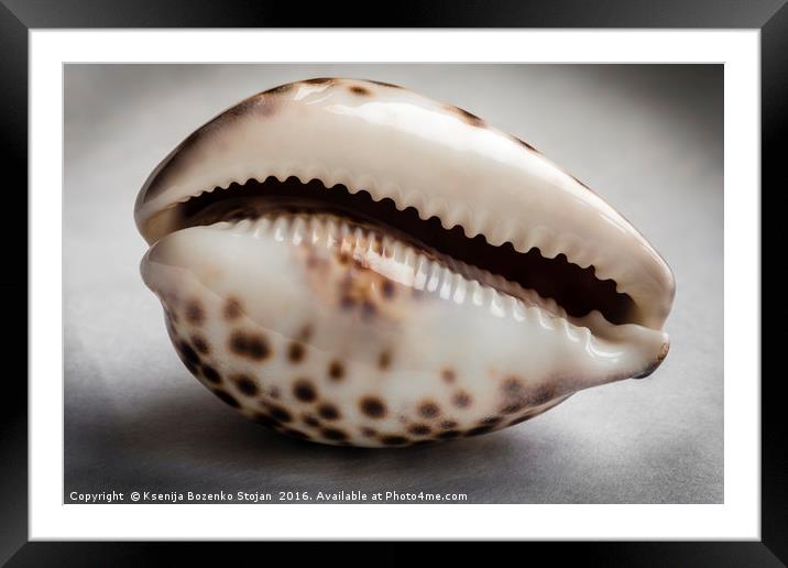 A close up of an empty tiger cowrie seashell Framed Mounted Print by Ksenija Bozenko Stojan
