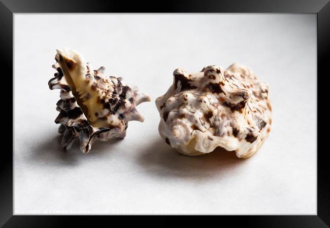 Two empty knobbed whelk seashells  Framed Print by Ksenija Bozenko Stojan