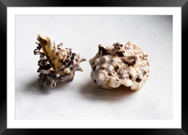 Two empty knobbed whelk seashells  Framed Mounted Print by Ksenija Bozenko Stojan