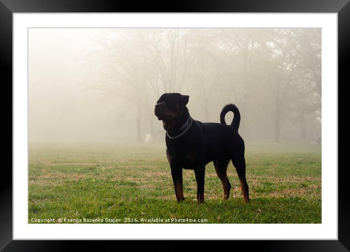 Dog stands on grass in a park on a misty, cold mor Framed Mounted Print by Ksenija Bozenko Stojan