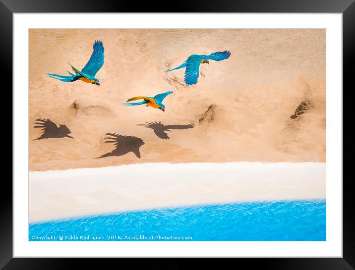 Parrots Framed Mounted Print by Pablo Rodriguez