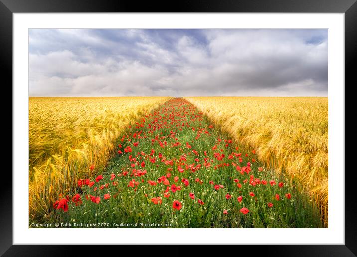 Poppies Field Framed Mounted Print by Pablo Rodriguez