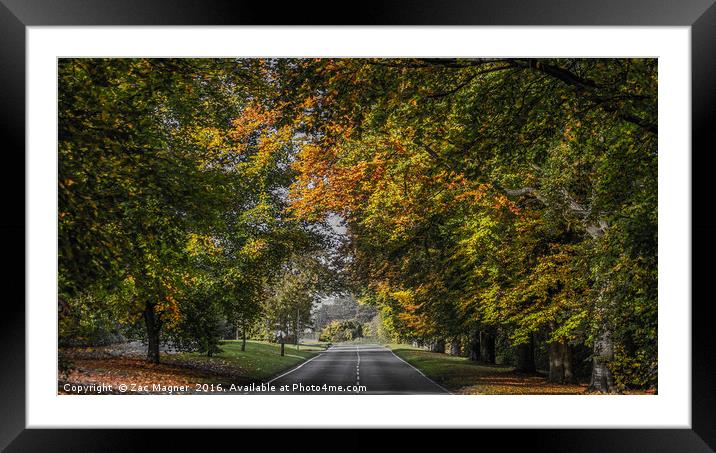 Autumn Canopy Framed Mounted Print by Zac Magner