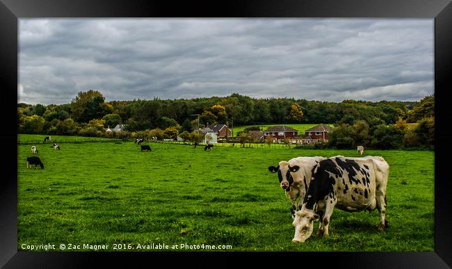 Cows Grazing Framed Print by Zac Magner