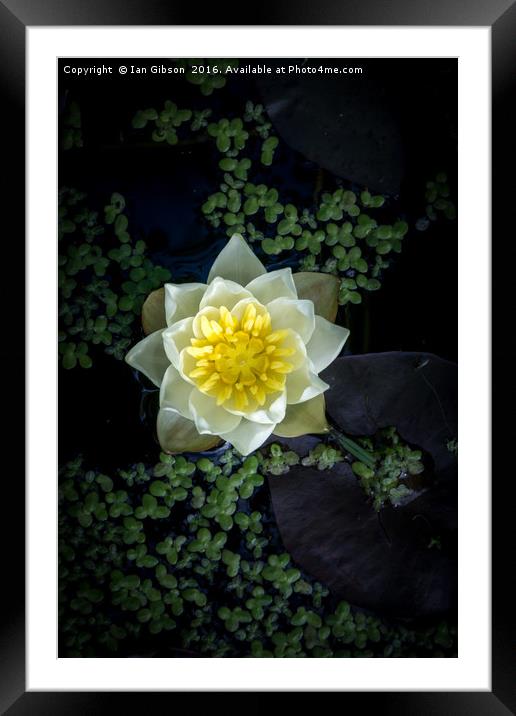 A water lily (Nymphaea) in a pond Framed Mounted Print by Ian Gibson