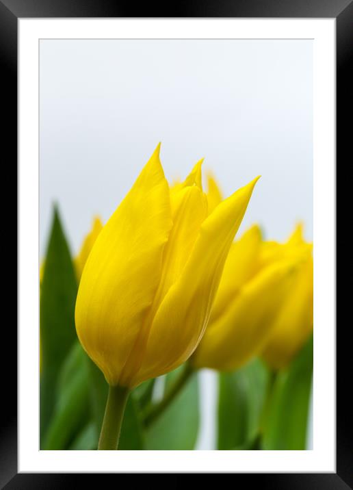 Yellow Tulip Framed Mounted Print by Ian Gibson
