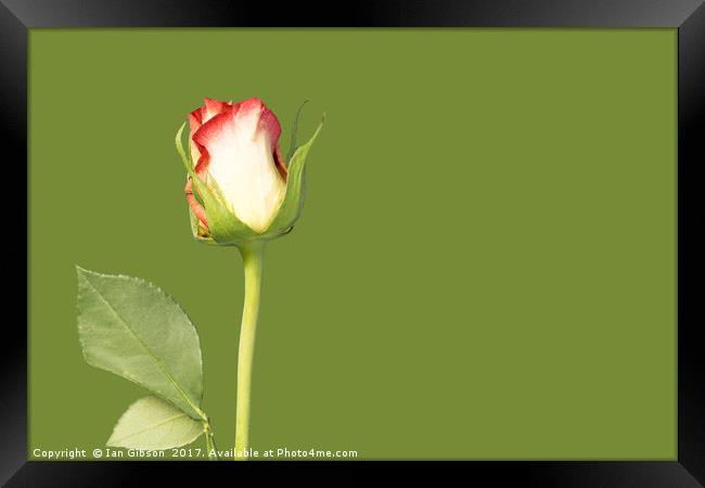 A single rose flower and stem on green background Framed Print by Ian Gibson
