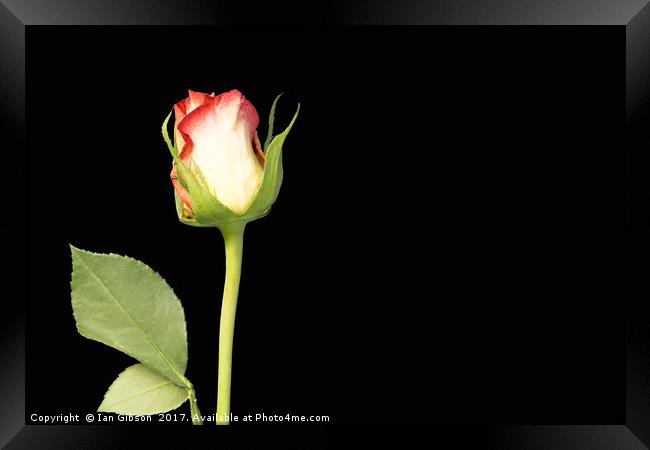 A single rose flower and stem on black background Framed Print by Ian Gibson