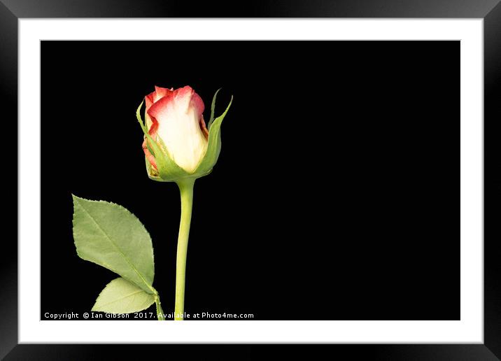 A single rose flower and stem on black background Framed Mounted Print by Ian Gibson