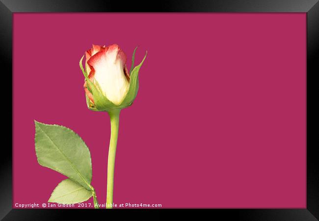 A single rose flower and stem on magenta backgroun Framed Print by Ian Gibson