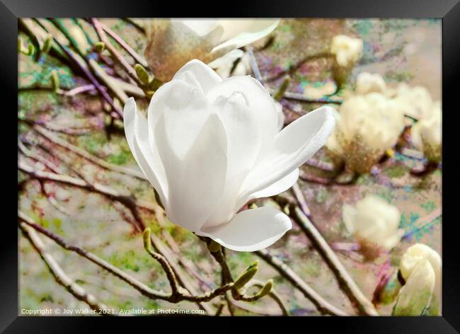 Magnolia Denudata Framed Print by Joy Walker