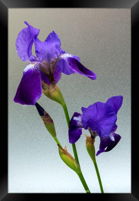 Blue flag Iris flowers Framed Print by Joy Walker