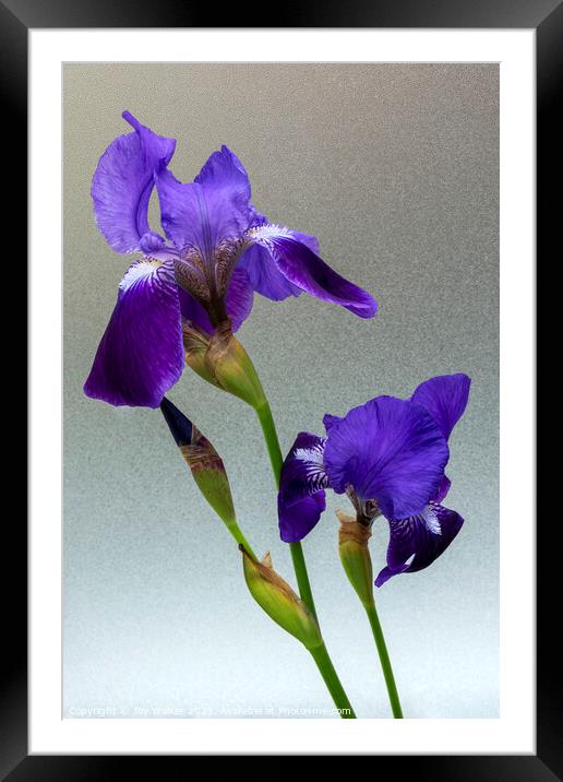 Blue flag Iris flowers Framed Mounted Print by Joy Walker