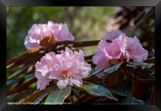 Bureaui x yakushimanum Rhododendron shrub Framed Print by Joy Walker