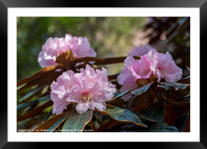Bureaui x yakushimanum Rhododendron shrub Framed Mounted Print by Joy Walker