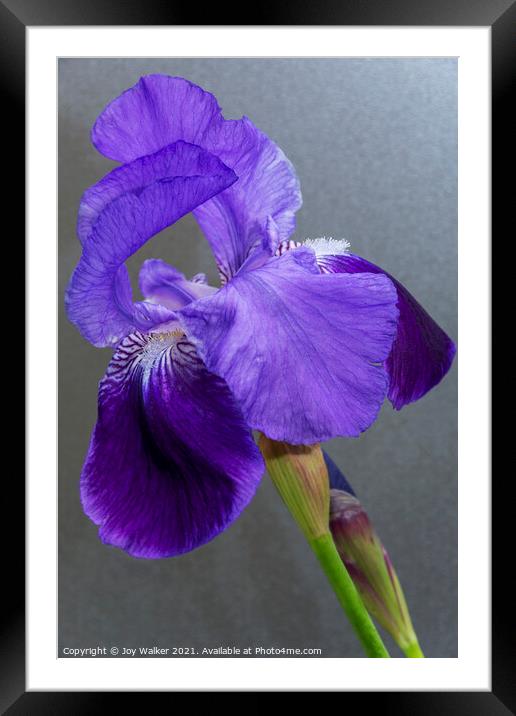 Purple Flag Iris Framed Mounted Print by Joy Walker