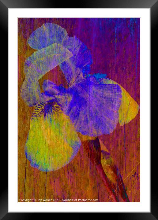 Purple Flag Iris Framed Mounted Print by Joy Walker