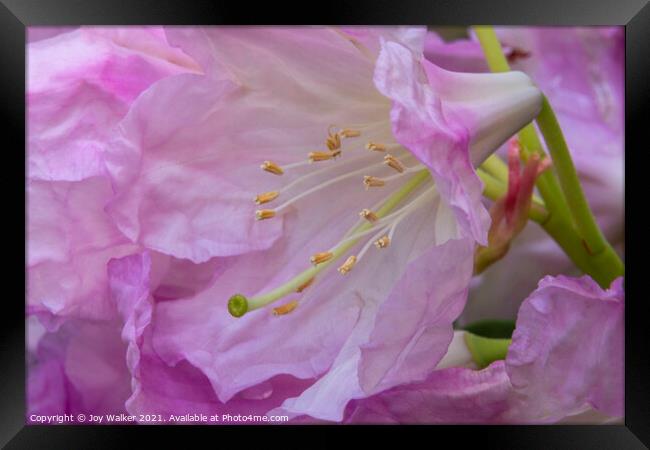 A close-up of a rhododendron flower and stamens Framed Print by Joy Walker