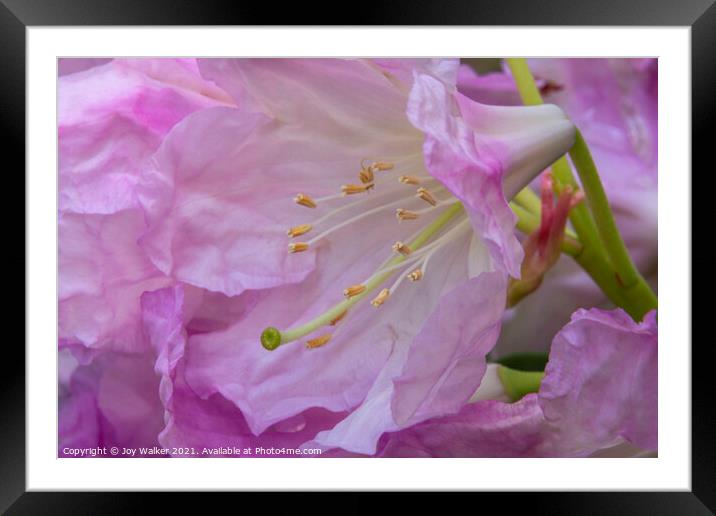 A close-up of a rhododendron flower and stamens Framed Mounted Print by Joy Walker