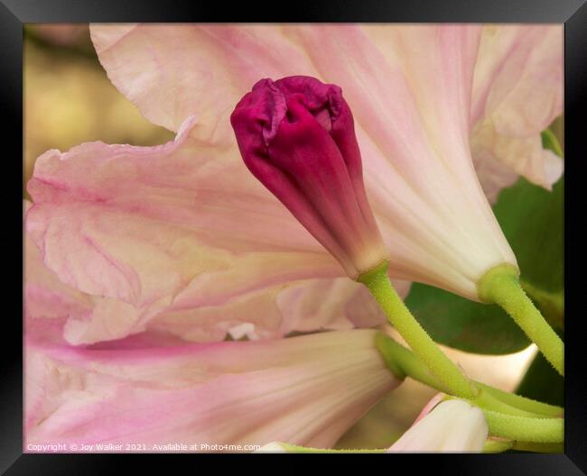 Rhododendron bud, Framed Print by Joy Walker