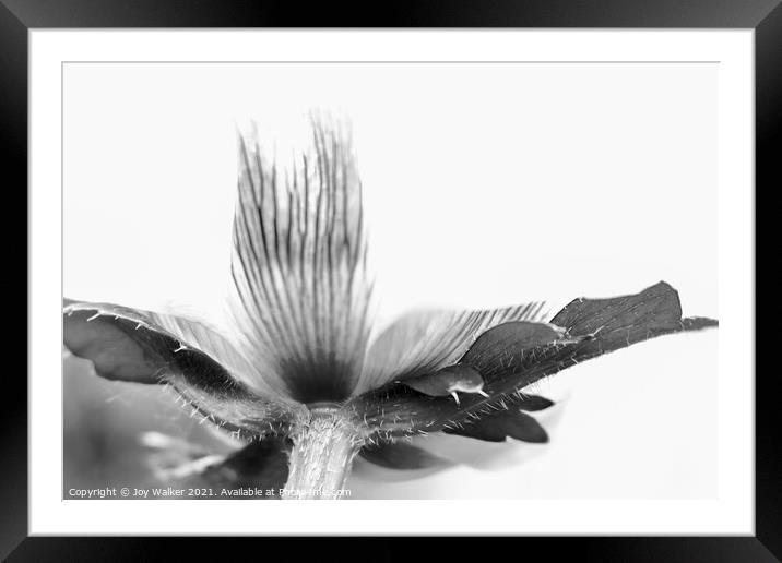 Detail of a poppy in black and white Framed Mounted Print by Joy Walker