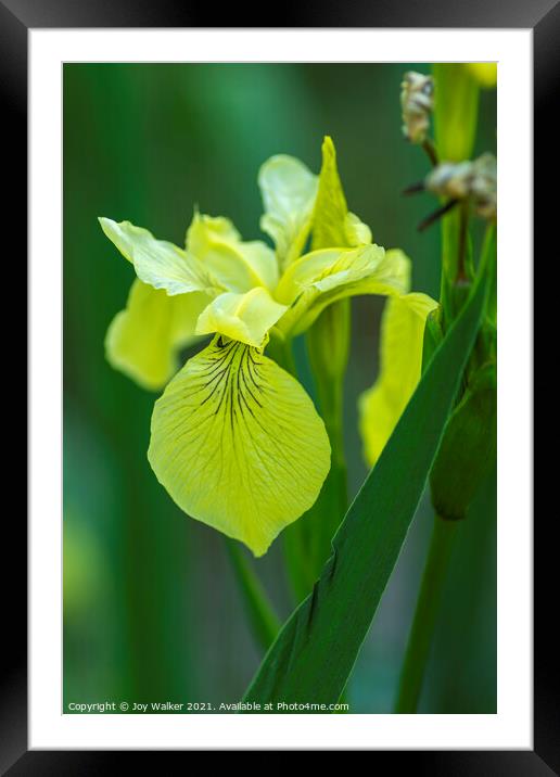 Yellow flag Iris Framed Mounted Print by Joy Walker